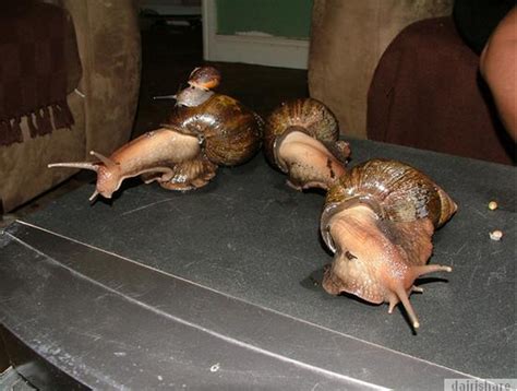 Descriptionsiput babi (achatina fulica) di parit sulong, johor.jpg. Siput Gergasi Afrika Adalah Siput Paling Besar Di Dunia