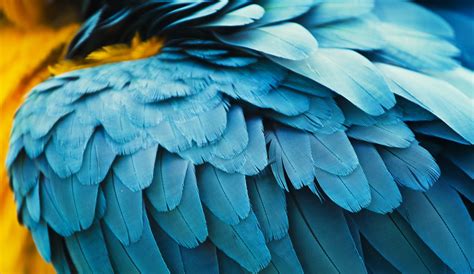 Top 136 Imagenes Plumas De Aves Destinomexicomx