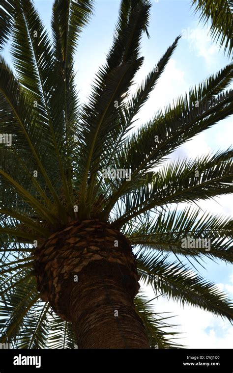 Manicured Palm Tree With Large Fronds Silhouetted Under The Sky Stock