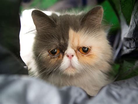 Pixie The Sourpuss Britains Saddest Looking Feline