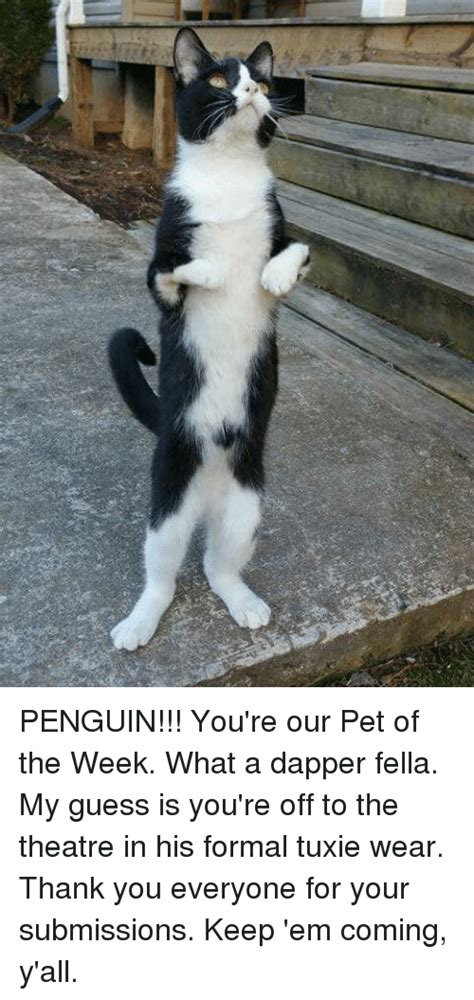 Penguin Youre Our Pet Of The Week What A Dapper Fella My Guess Is