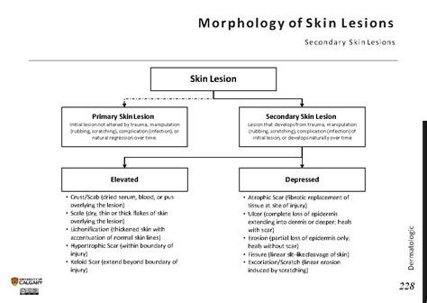 Morphology Of Skin Lesions Secondary Skin Lesions Blackbook Blackbook