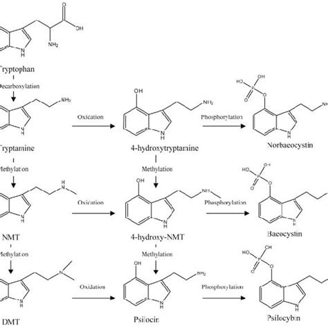 2 Chemical Structures Of A Psilocybin B Psilocin C Baeocystin