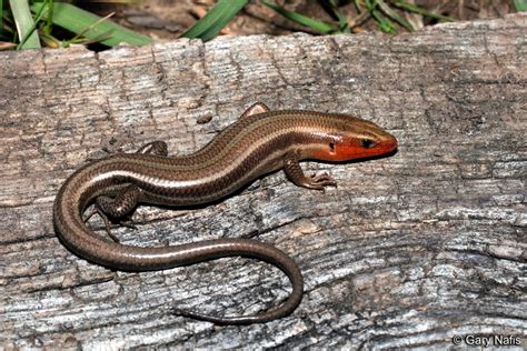 Common Five Lined Skink Plestiodon Fasciatus