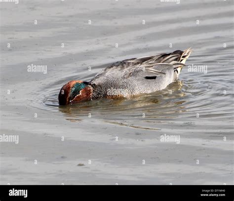 Mature Male Eurasian Or Common Teal Anas Crecca Swimming And Foraging