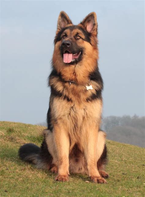 German Shepherd 🐶 Dog Alsatian Facts And Information Viovet