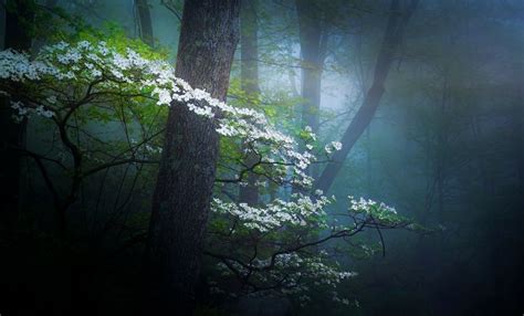 Flowers In Misty Spring Forest