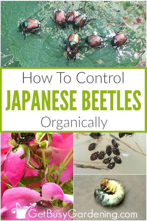How To Control Japanese Beetles Organically Garden Pests Japanese
