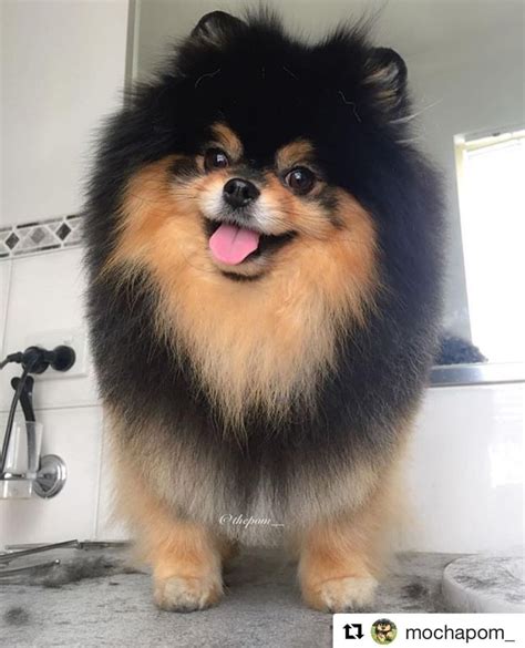 Discover Pomeranian Haircut Teddy Bear Pom Poms In 2020 Cute Puppies