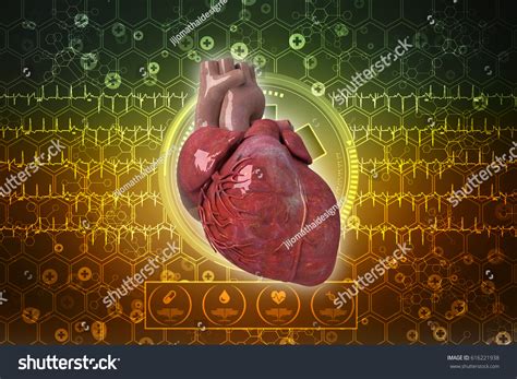 3d Anatomy Human Heart Stock Illustration 616221938 Shutterstock