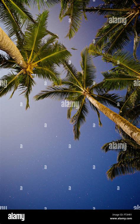 Palm Trees At Night With The Stars Stock Photo Alamy