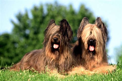 Briard Puppies For Sale From Reputable Dog Breeders