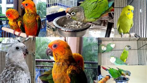 Exotic Pet Birds India Youtube