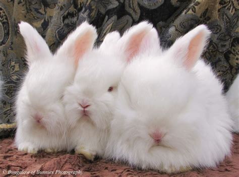irresistible english blessings bungalow of bunnies dutch and english angora rabbits