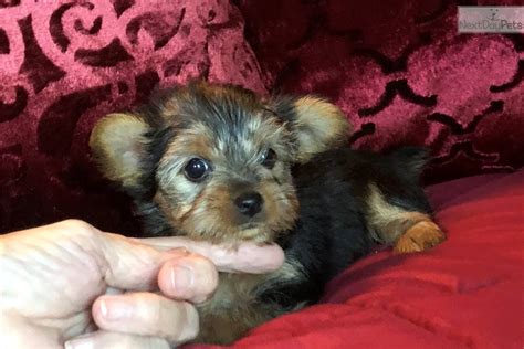 Please fell free to post revelant stuff related to katerina! Bee Bee: Yorkshire Terrier - Yorkie puppy for sale near Monroe, Louisiana. | 51cd1cc4-7331