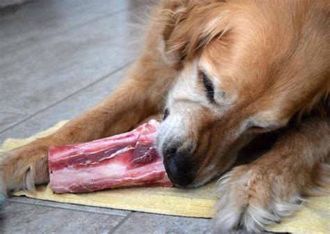 A Brown Dog Laying On Top Of A Yellow Towel Next To A Piece Of Meat