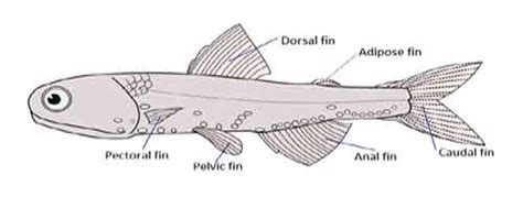 Fish Fins Types Modification And Functions Biology Educare