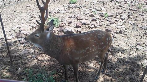 Sika Deer Up Close Youtube