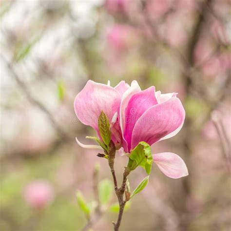Pink Magnolia Flowers Stock Image Image Of Flora Blooming 40207281