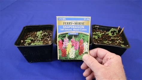 The Best Way To Germinate Snapdragon Seeds Youtube