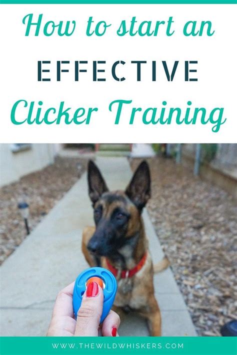 How To Start An Effective Clicker Training Dog Clicker Training