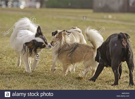Different Dogs On Meadow Stock Photo Alamy