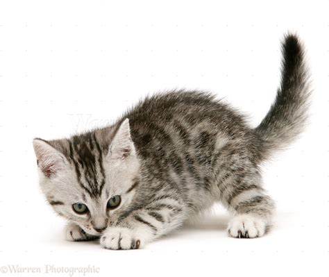 Playful Silver Spotted Shorthair Kitten Photo Wp41521