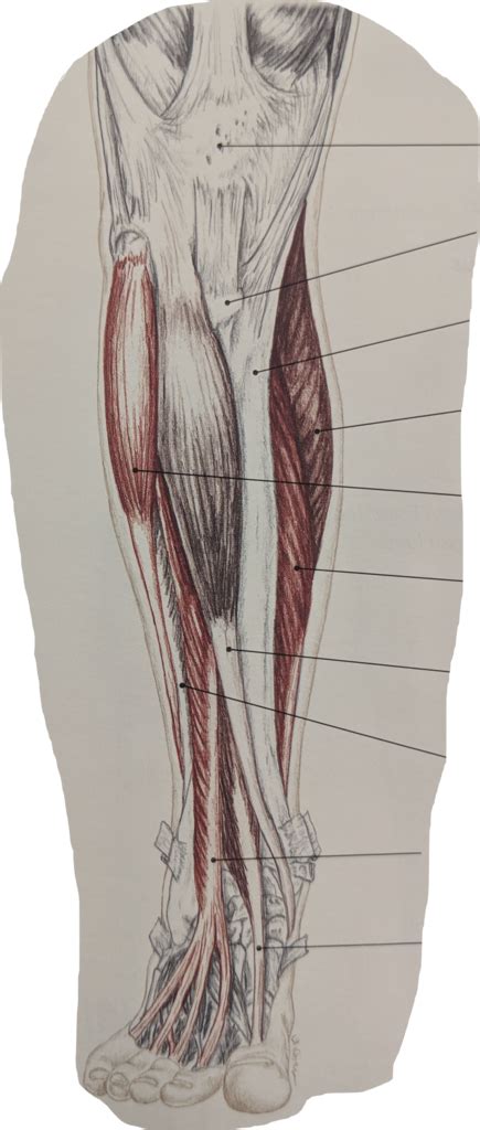 Leg Muscles Anterior View Diagram Quizlet
