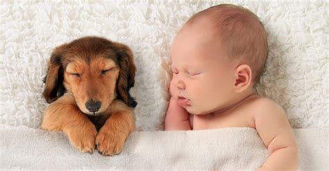 Bondi Vets Dr Lisa Shares How To Introduce Pets To A New Baby And