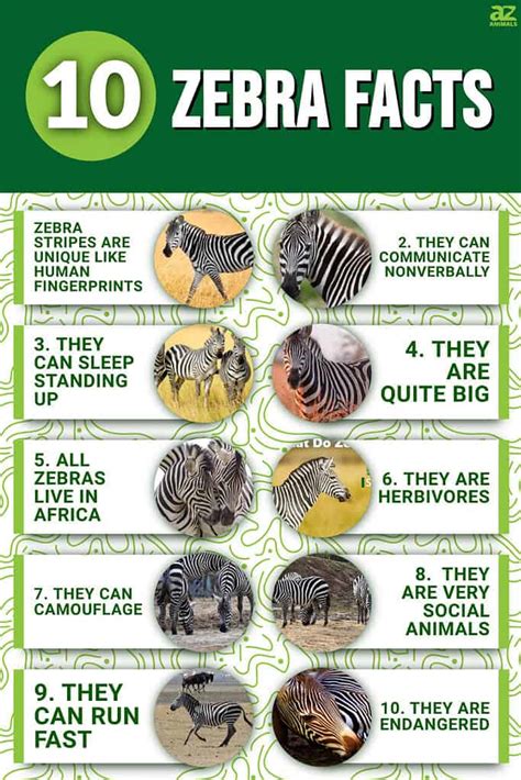 10 Incredible Zebra Facts A Z Animals
