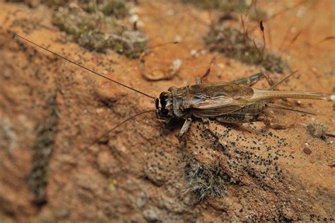 Profitez de 10 heures de bruit de grillon. Grillon bordelais, Grillon d'été - Eumodicogryllus ...
