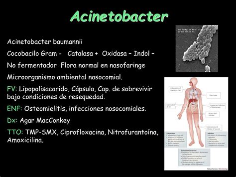 Ppt Bacterias Powerpoint Presentation Free Download Id 3253741