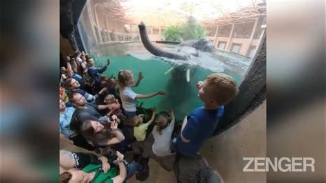 Swimming Trunks Cool Moment Elephants Take Dip In Pool Youtube