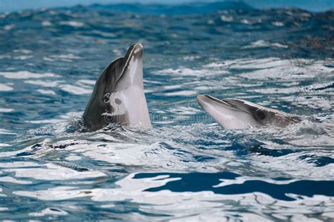 Dolphins Love Stock Photo Image Of Love Play Marine 7000604