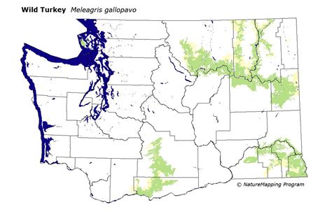 Distribution Map Wild Turkey Meleagris Gallopavo