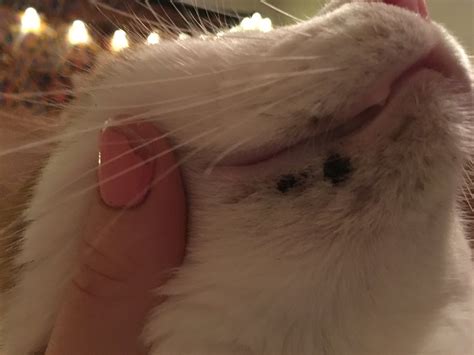Cat Scabs On Chin