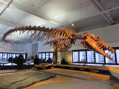 From wikimedia commons, the free media repository. File:Basilosaurus isis fossil, Nantes History Museum 03 ...