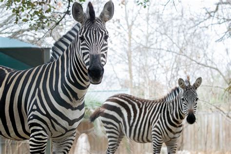 Double The Stripes The Houston Zoo