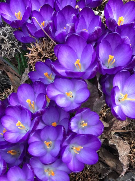 Crocus Early Show Of Delightful Life Early Spring Flowers From The