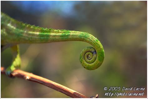 Travel Photo Gallery Chameleons Tail Nature Of Usambara Mountains