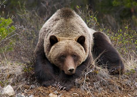Grizzly Bear Wallpicsnet
