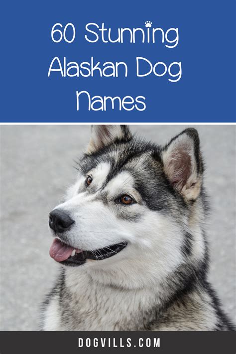 Alaskan Malamute Names And Meanings Pets Lovers