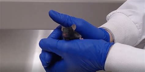 New Article Handling Technique In Mice To Reduce Stress Nda Sibille