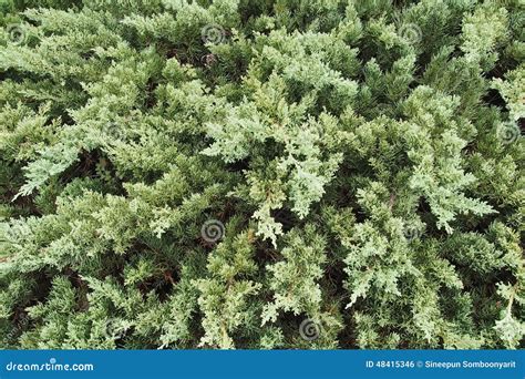 Pine Tree Leaves Detail Stock Photo Image Of Outdoor 48415346