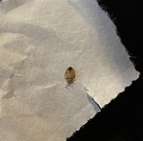 Is This A Bed Bug Found Crawling On My Notebook In A