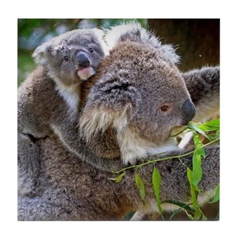 Baby Koala Bear With Mom Tile Coaster By Makepersonalized
