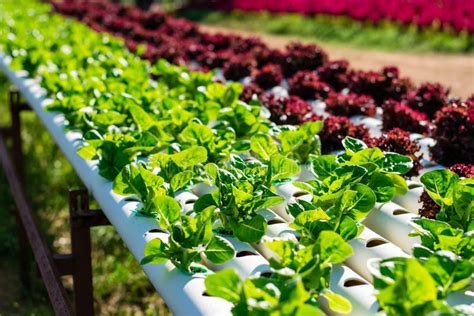 Hydroponic Vegetable Farm Stock Photo Image Of Hydroponic 178001428