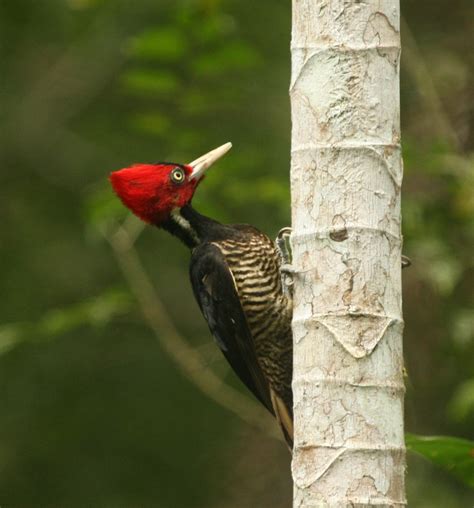 Pale Billed Woodpecker Birdforum Opus Birdforum