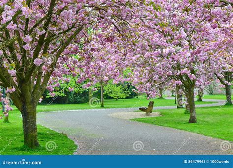 Cherry Blossom Path Stock Image Image Of Beautiful Colourful 86479963