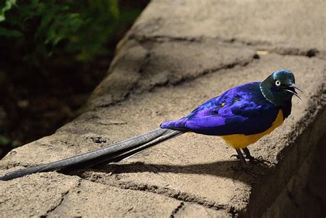 Royalty Free Photo Purple And Yellow Bird With Long Tail Pickpik